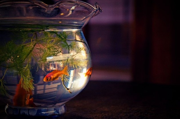 800px-Fish_bowl2