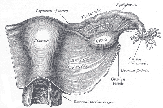 Gray1161