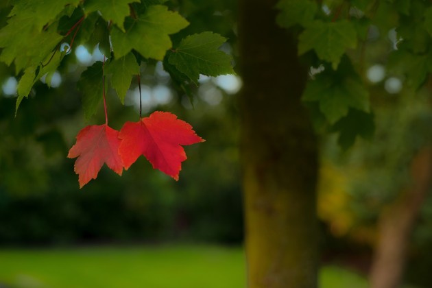 sad leaves